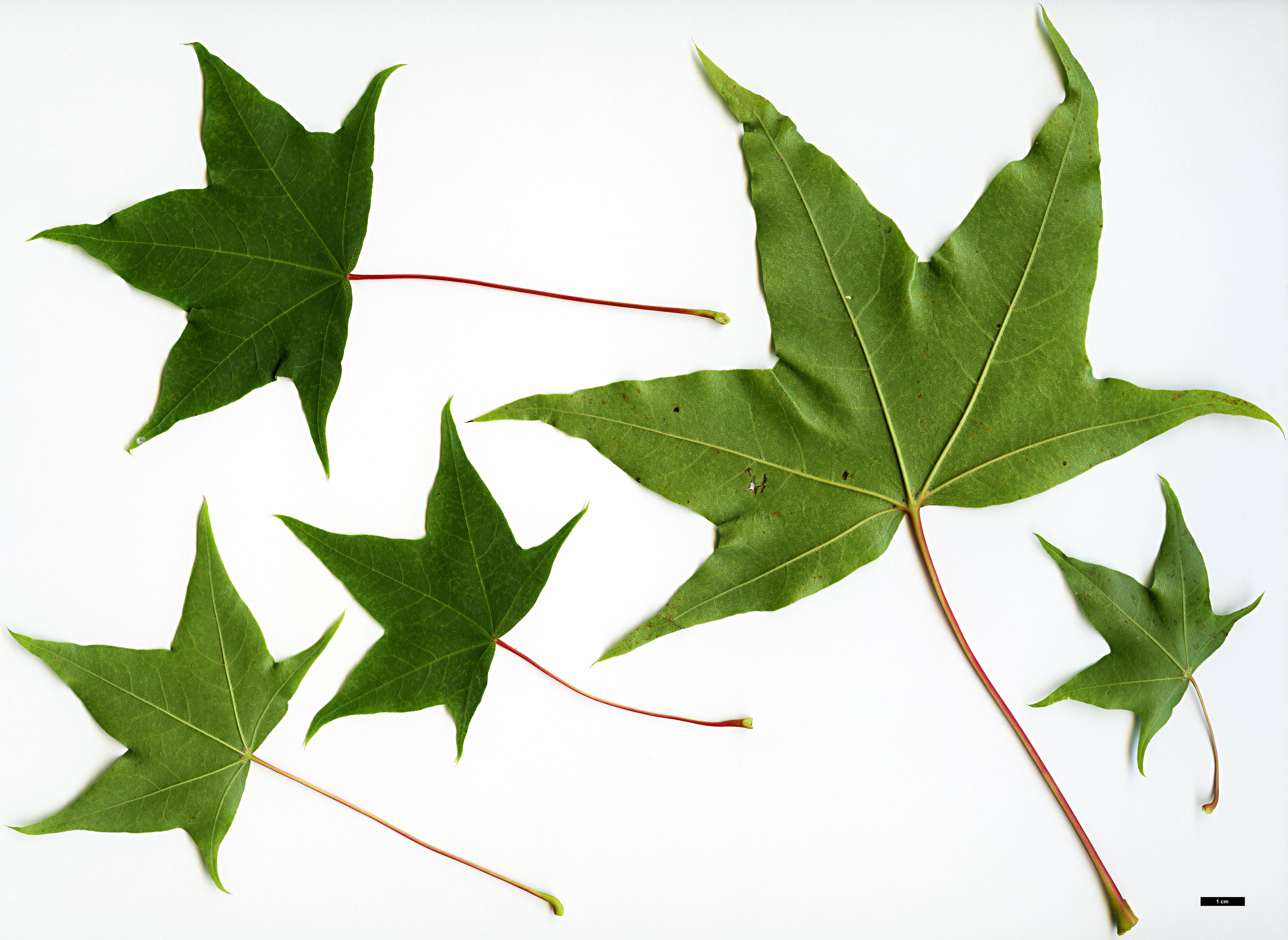 High resolution image: Family: Sapindaceae - Genus: Acer - Taxon: pictum - SpeciesSub: subsp. macropterum